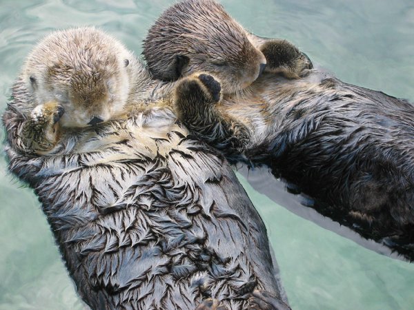 sea_otters