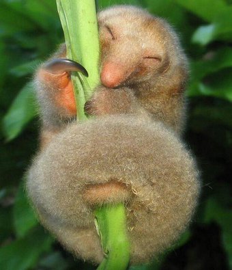 silky anteater links