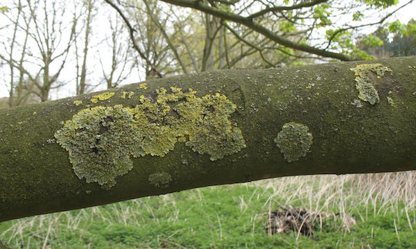 sutton_hoo_lichens