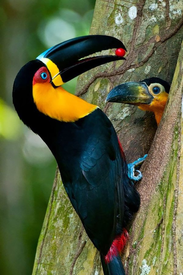 toucan