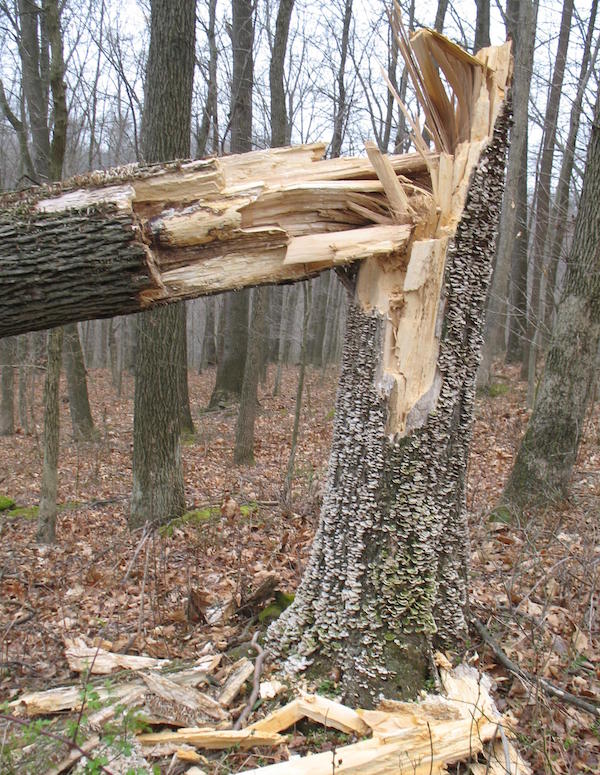 tree_down_stump