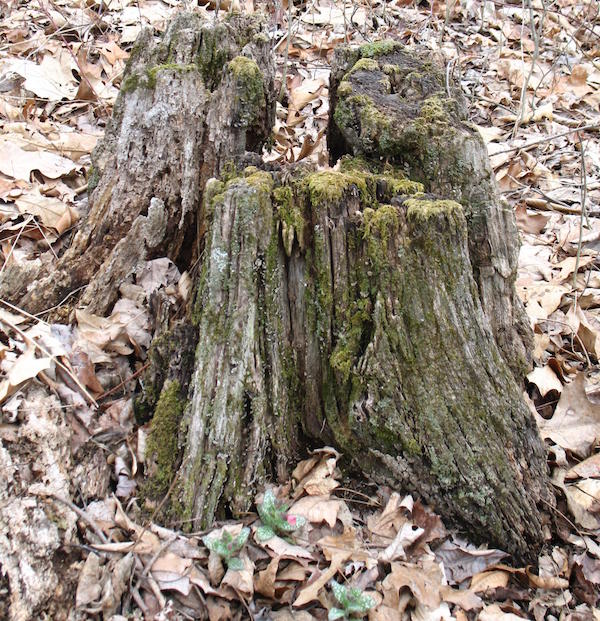 yard_stump