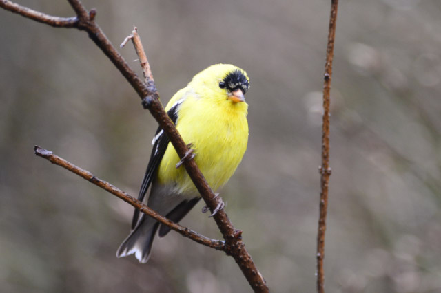 yellow bird links