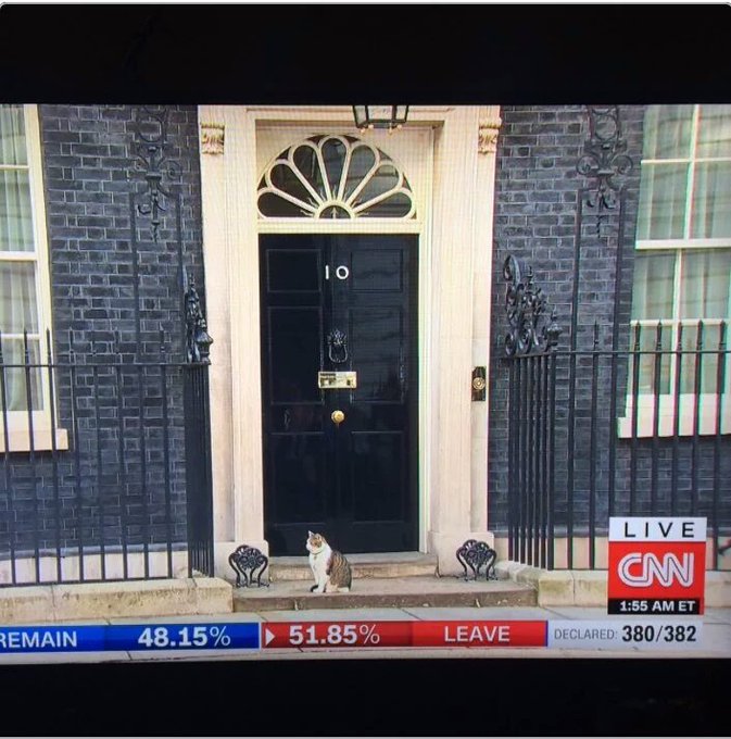 10 Downing cat links