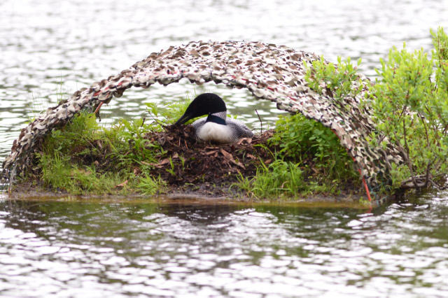 Loon links