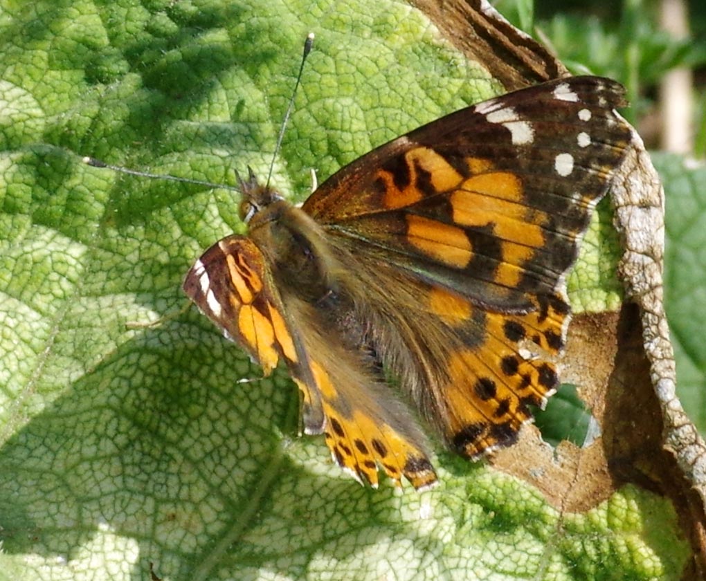 butterfly links