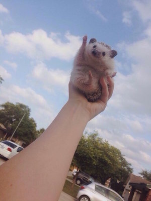 hedgehog_300