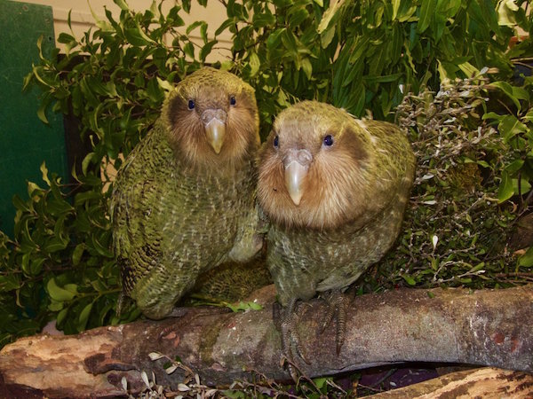 kakapo_chicks