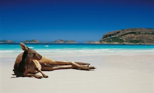 kangaroo_300