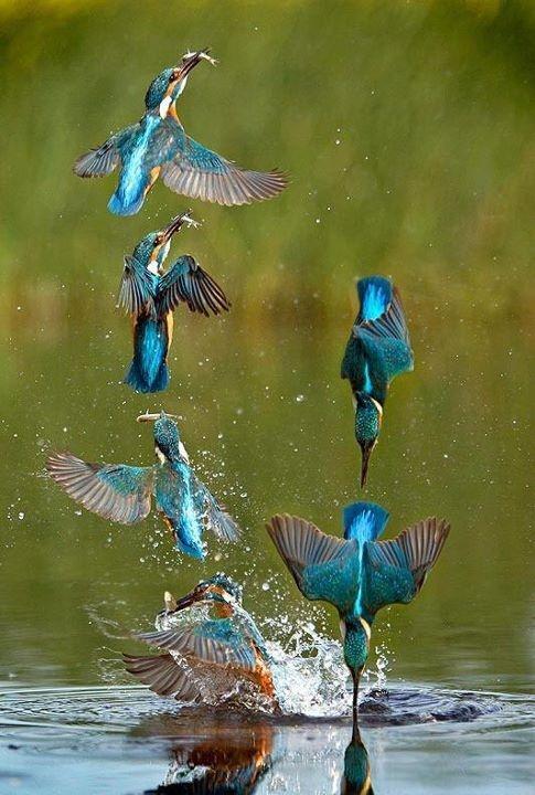 kingfishers