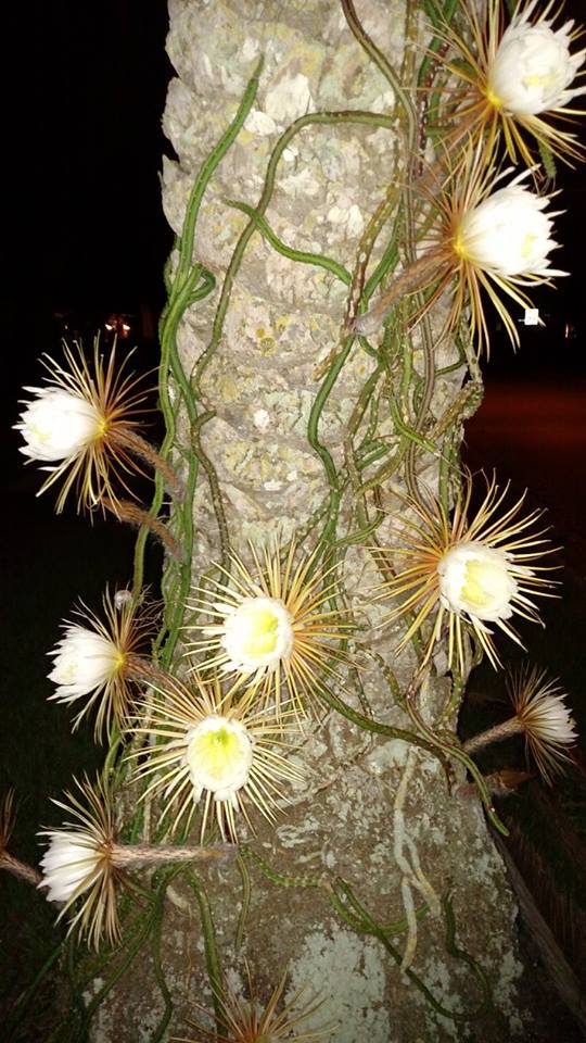 night blooming cereus cactus