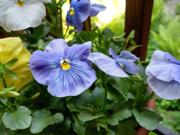 pansies