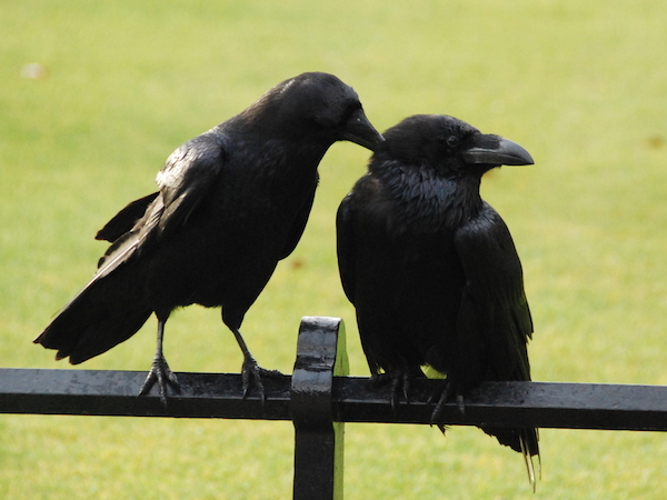 ravens_tower_london