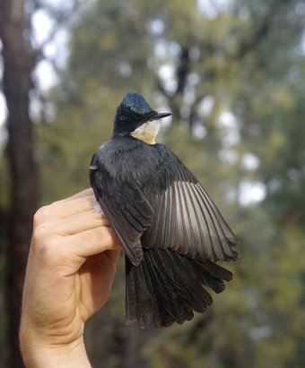 restless flycatcher links