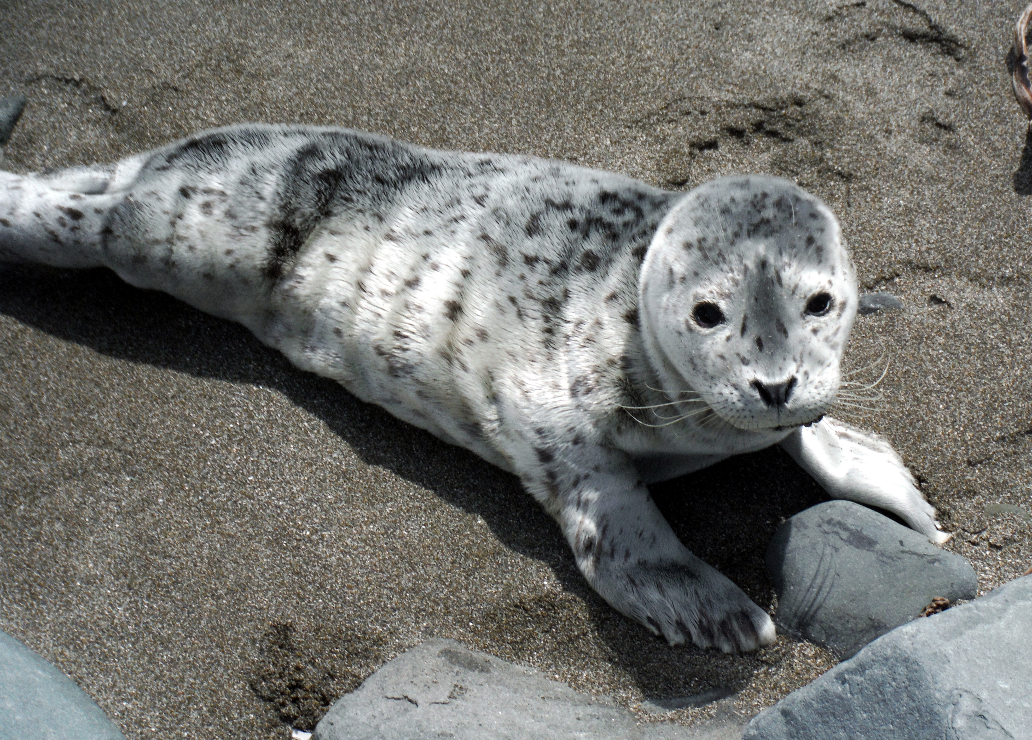 seal pup links