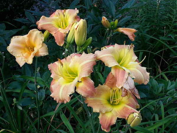 tiger lillies