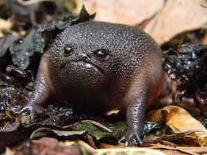 toad_300