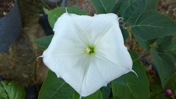 white_flower