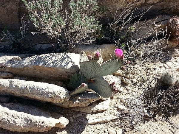 Joshua Tree cactus flower