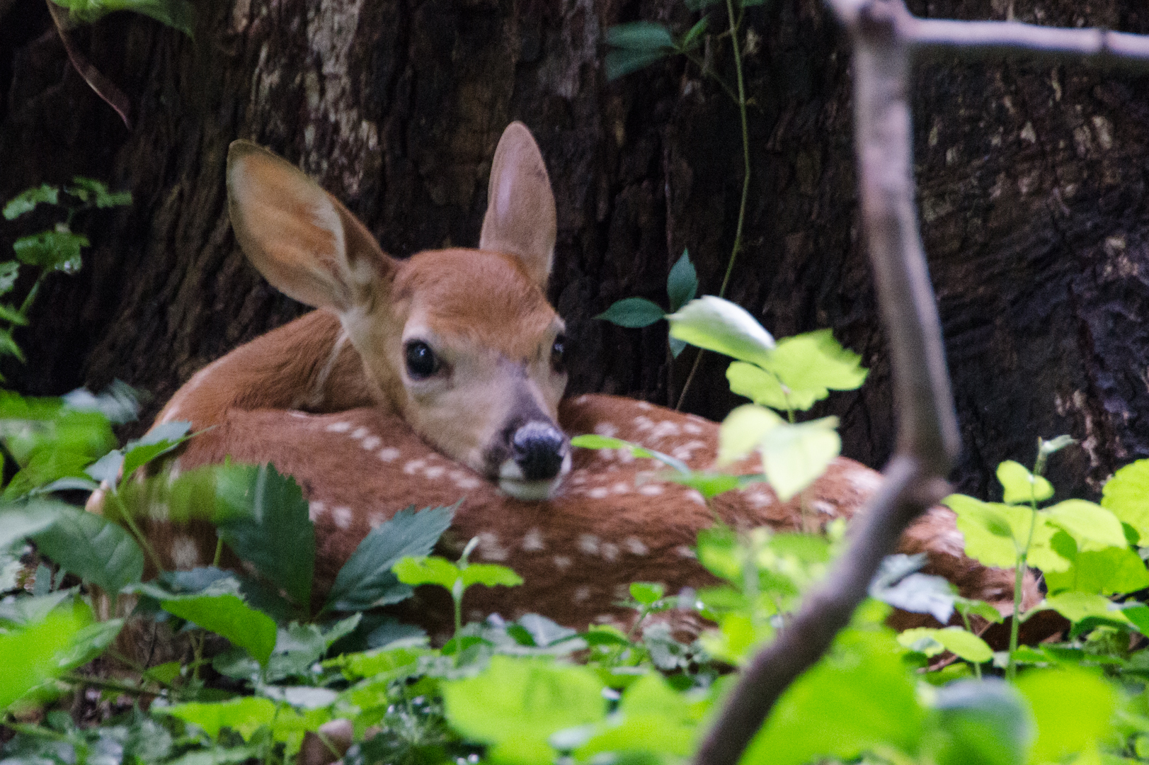 July 4 Bambi Small links