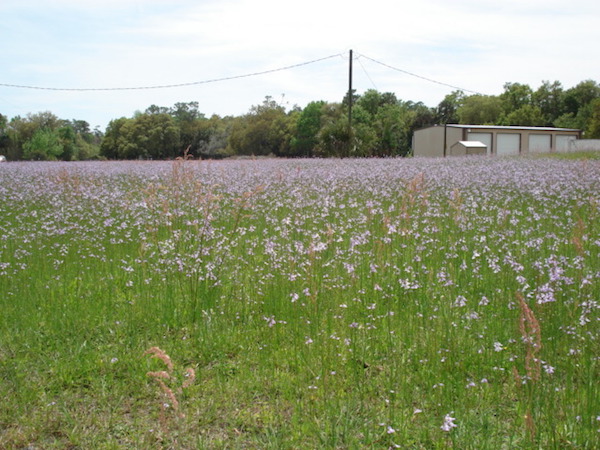 Our weeds