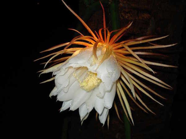 Snake-plant-flower-in-full-