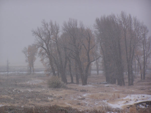 cottonwoods