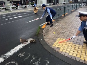 ducks_300