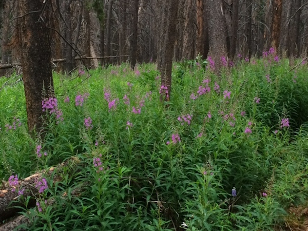 fireweed