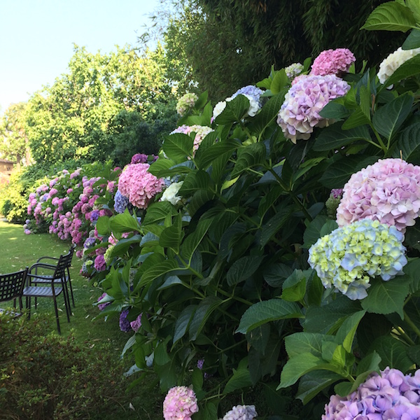 hydrangeas