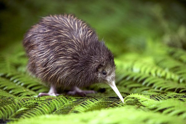 kiwi