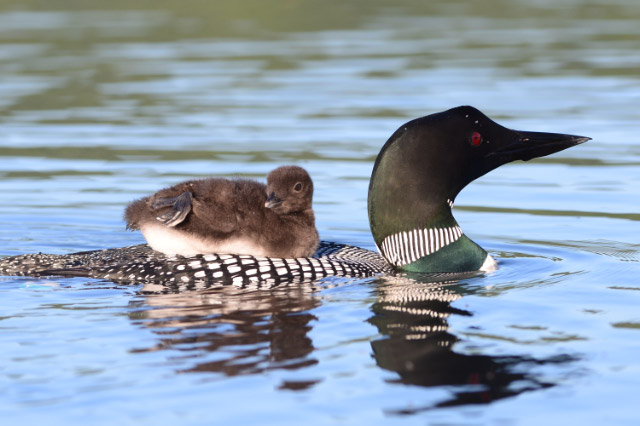 loon and baby links