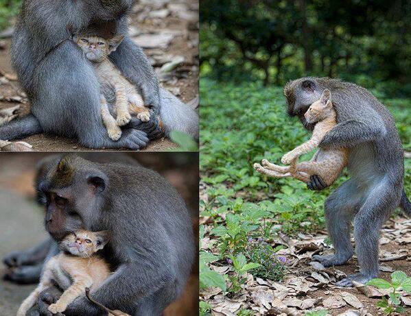 monkey forest kitten links