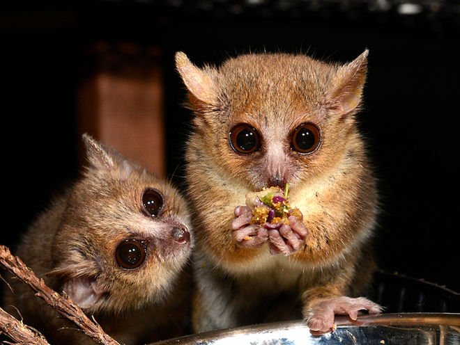 mouse lemurs