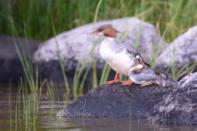 pleasant lake birds links