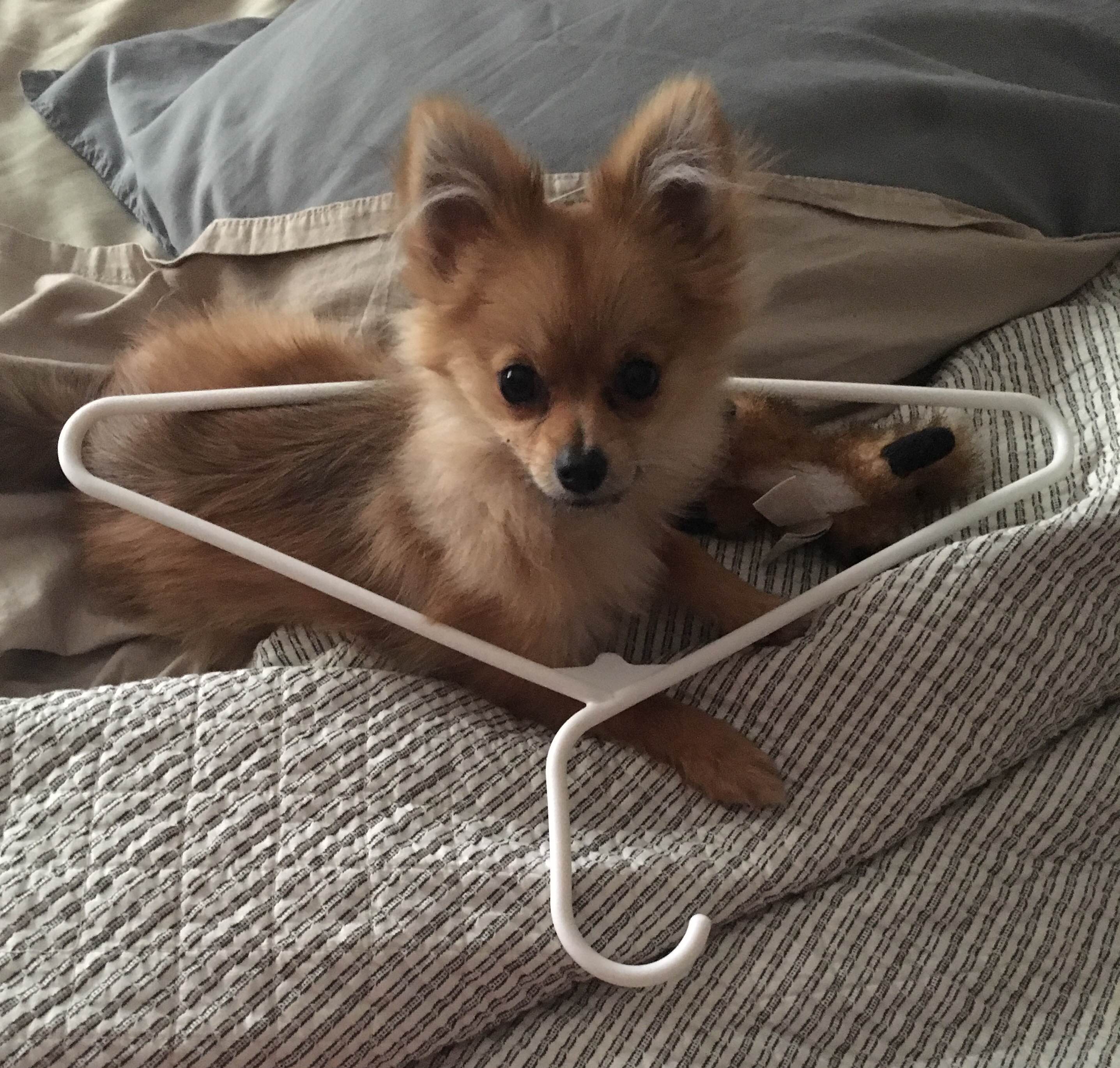 pomeranian puppy links