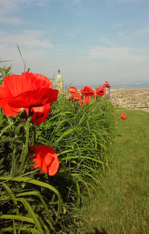 poppies