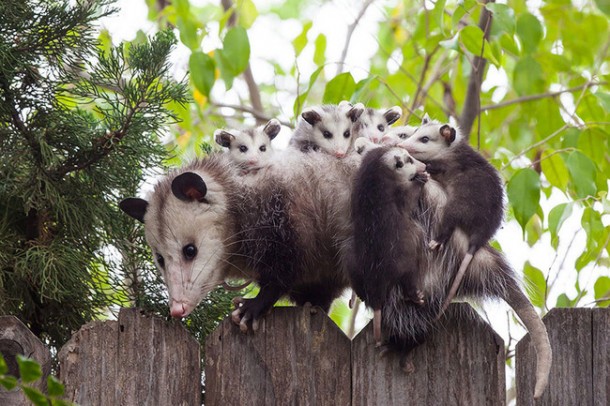 opossum links
