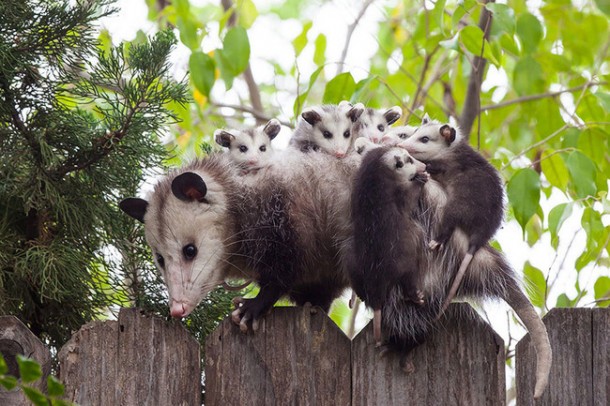 opossum links