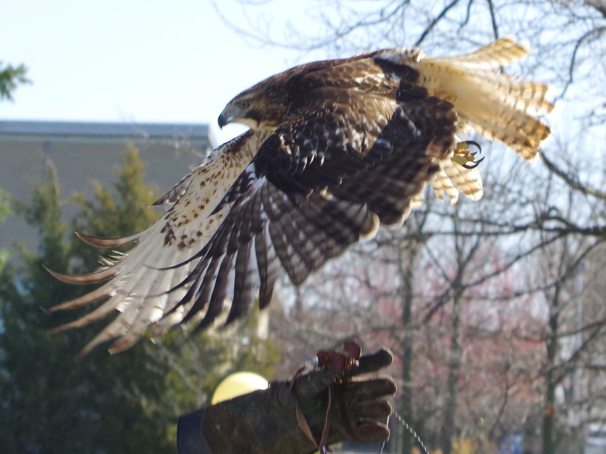 red tailed hawk links