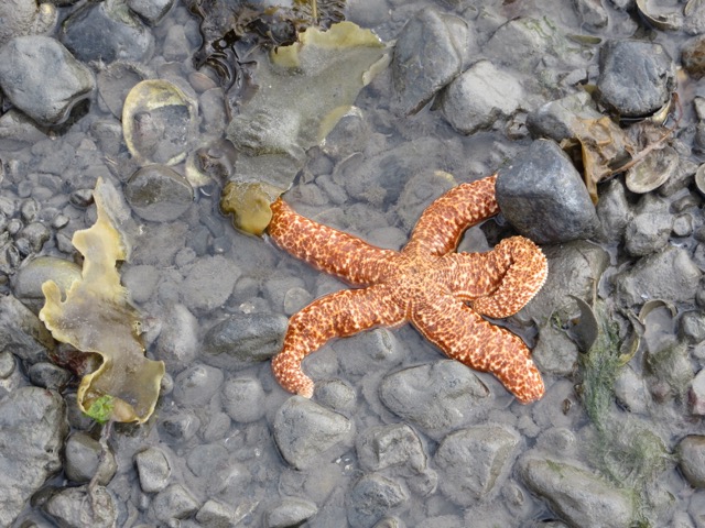 starfish 2 links