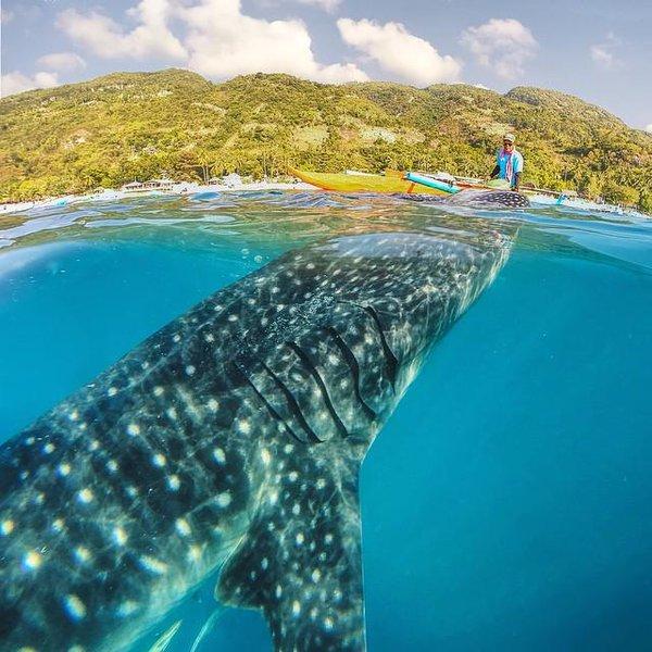 whale_shark