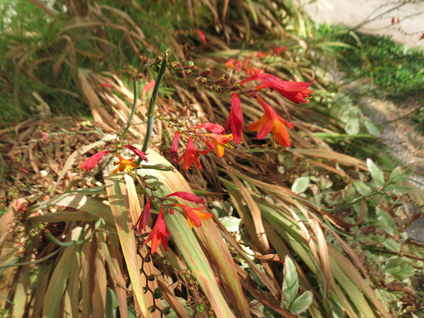 Crocosmia