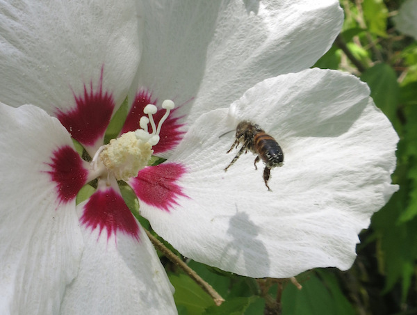 Hibiscus-Bee-2