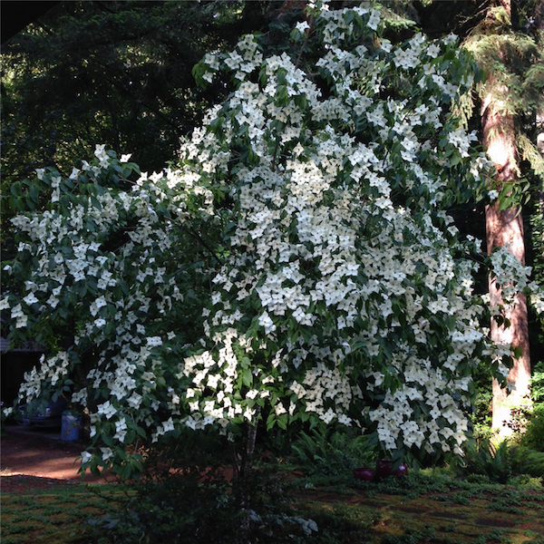 Neighbors Dogwood