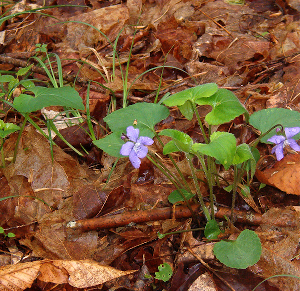 Woodland violet Upstate NY