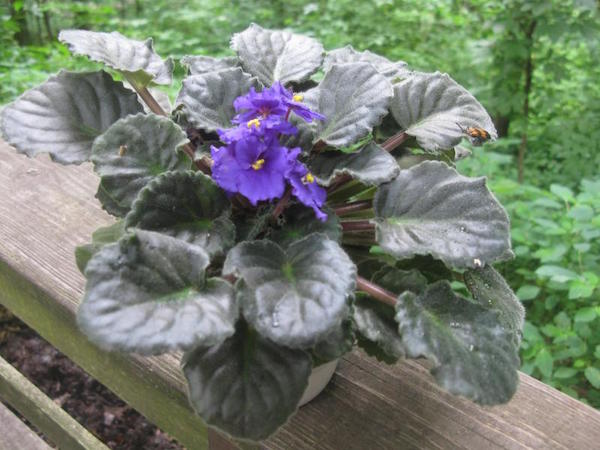 african_violet_w_bug