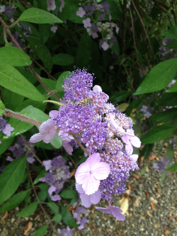 bee_and_hydrangea