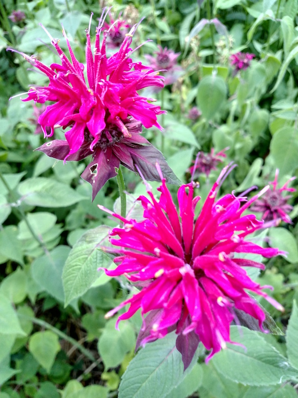 bee_balm