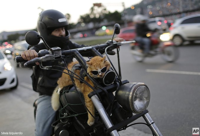 biker cat links